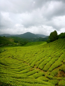 Boh Tea Plantations