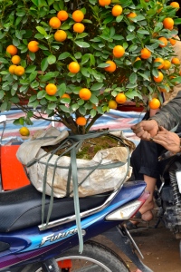 tying the kumquat trees